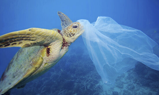 “soluções Para A Poluição Plástica” Marcam Celebração Do Dia Mundial Do Meio Ambiente O País